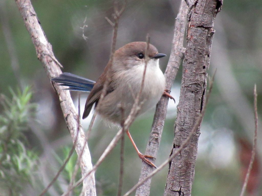 Superb Fairywren From Melbourne VIC Australia On April 27 2022 At 02