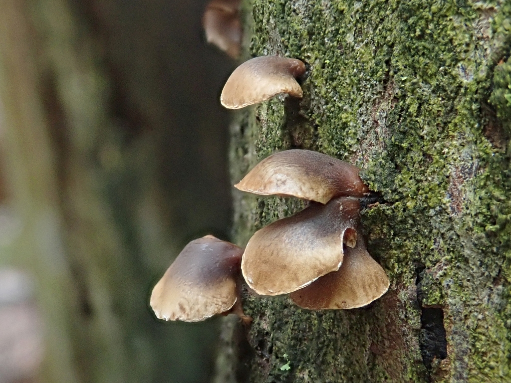 Common Gilled Mushrooms And Allies From Orl Ans Ottawa On Canada On