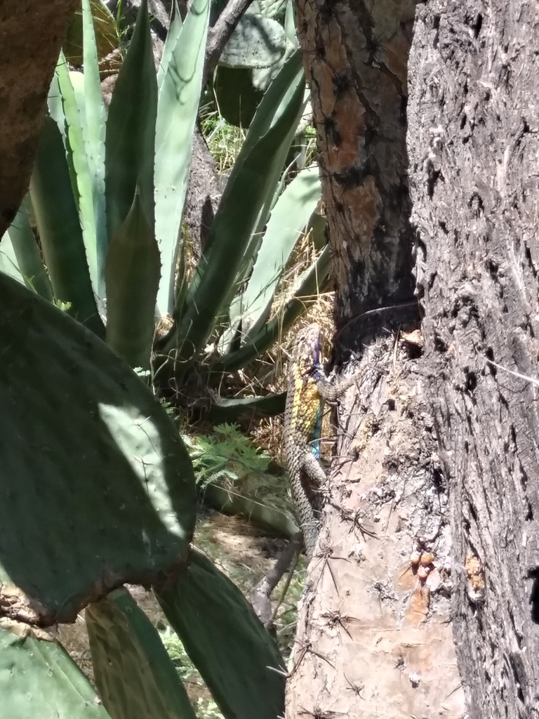 Eastern Spiny Lizard From Col Del Llano San Luis S L P M Xico