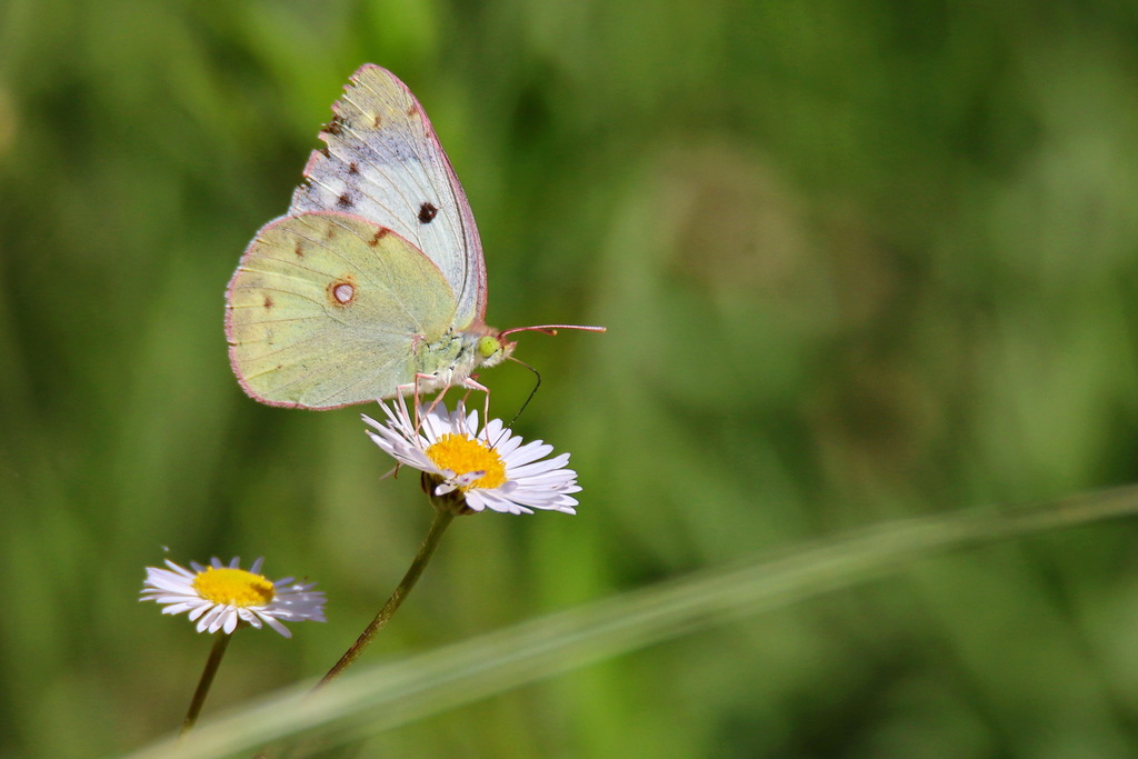 Colias Oriental Desde Club Mahindra Chamba Mussoorie Road Tehri