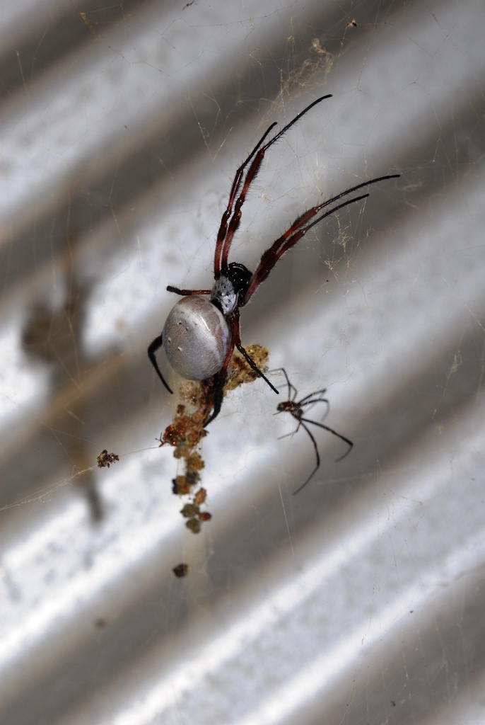 Australian Golden Orbweaver From Normanville Sa Australia On