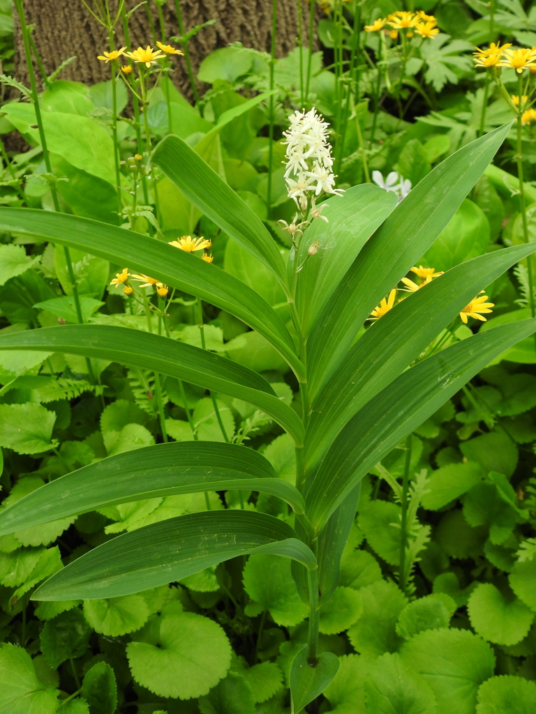 Star Flowered Lily Of The Valley From Maplewood MO USA On April 29