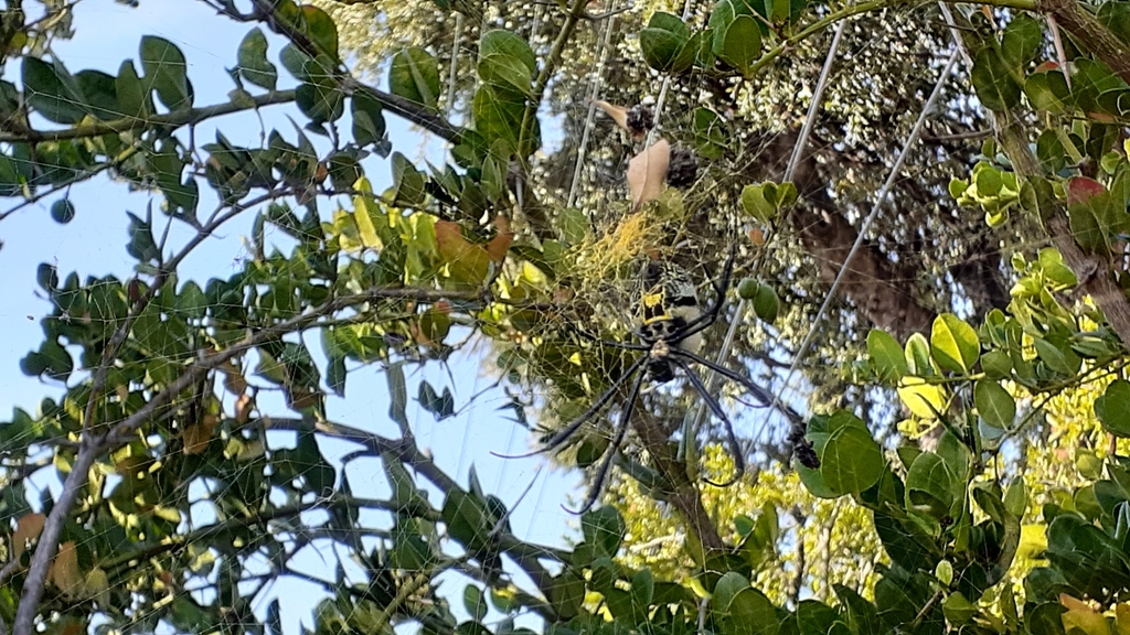 Southern Blackleg Orbweaver From Pinelands Cape Town 7430 South