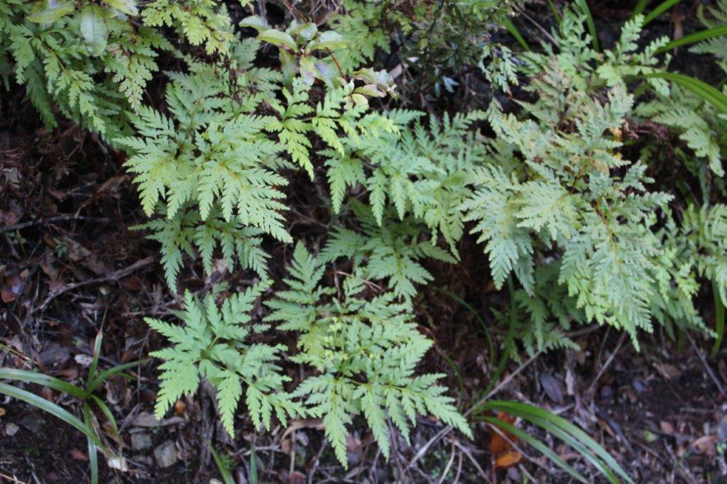 Loxsoma Cunninghamii From Mount Hobson Track Great Barrier Island