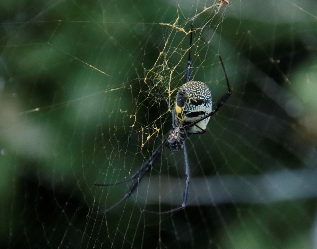 Southern Blackleg Orbweaver From Smitswiinkel Trail E Of Offices Table