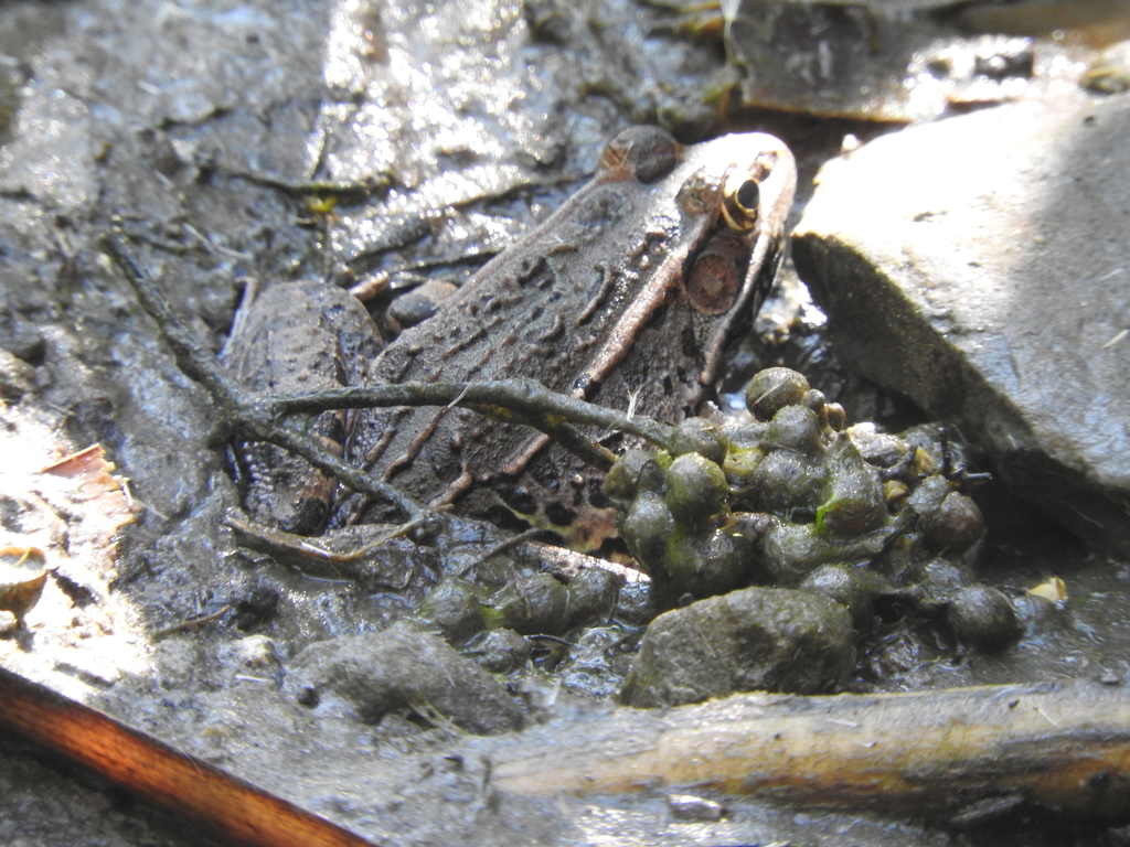 Transverse Volcanic Leopard Frog From Ac Mbaro Guanajuato Mexico On