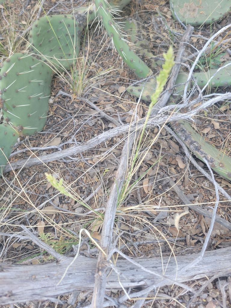 Arizona Cottontop From Elena Gallegos Grant Albuquerque Nm Usa On