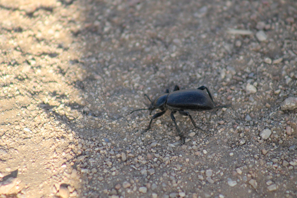 Desert Stink Beetles From Elena Gallegos Grant Albuquerque Nm Usa On