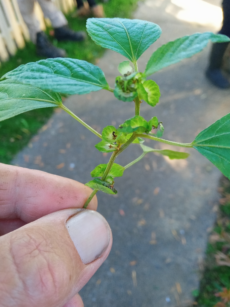 Three Seeded Mercuries From Fairfield West Nsw Australia On May