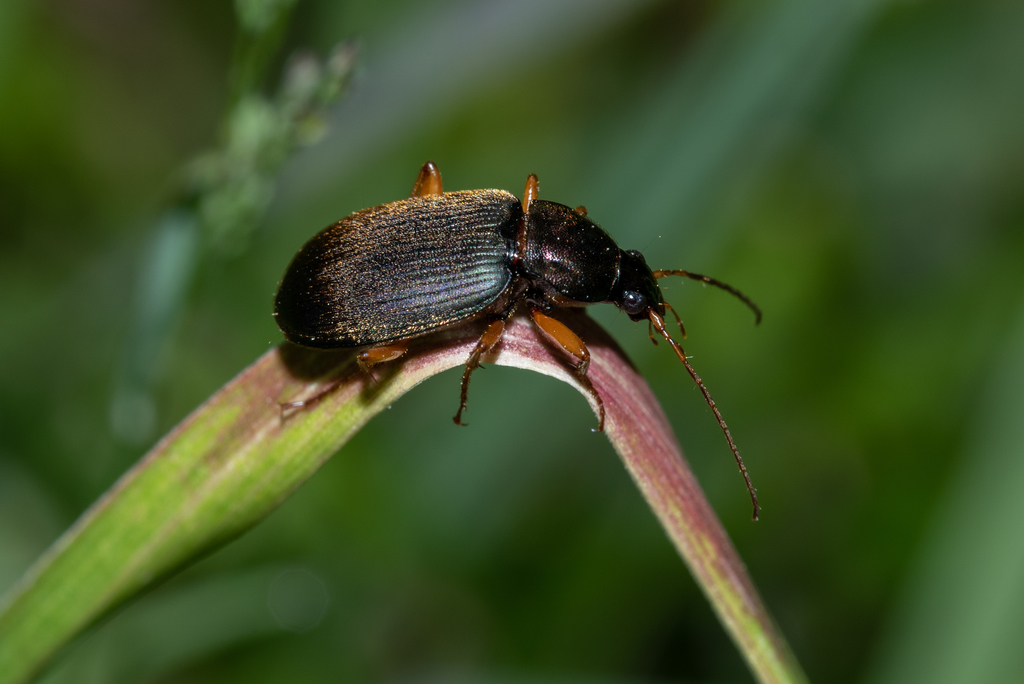 Vivid Metallic Ground Beetles From Marquand Madison County Mo Usa On