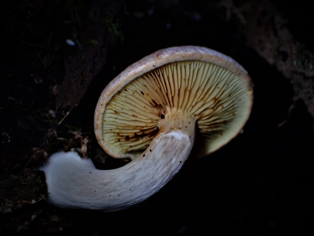 Gymnopilus Allantopus From Somersby Falls Walking Track Somersby NSW