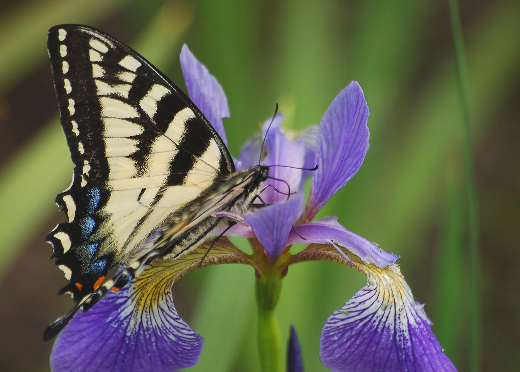 Canadian Tiger Swallowtail Butterflies Of Fundy National Park Of