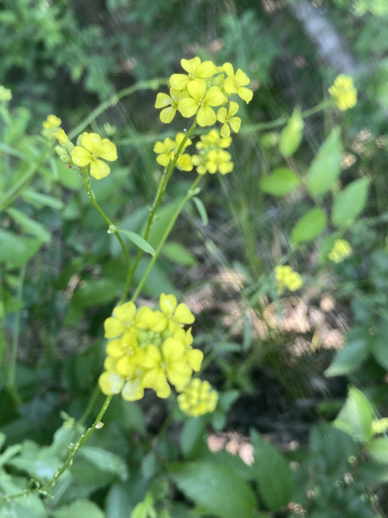 Annual Bastard Cabbage From Knob Hills Park Flower Mound TX US On