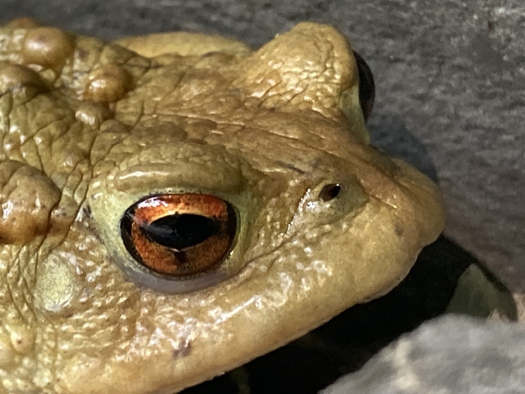 European Toad From Verghereto Emilia Romagna It On May At