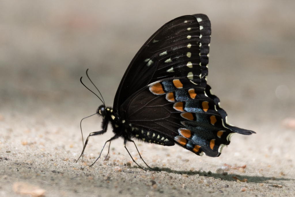 Spicebush Swallowtail From South Kingstown RI USA On May 26 2018 At