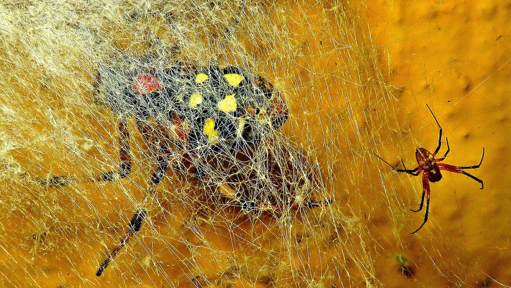 African Hermit Spider From Alto Da Boa Vista Rio De Janeiro RJ