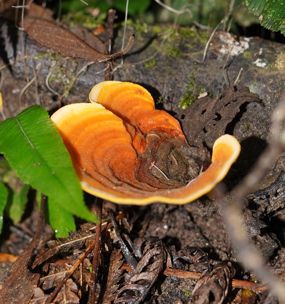 Stereum Versicolor From Lorne Vic Australia On May At