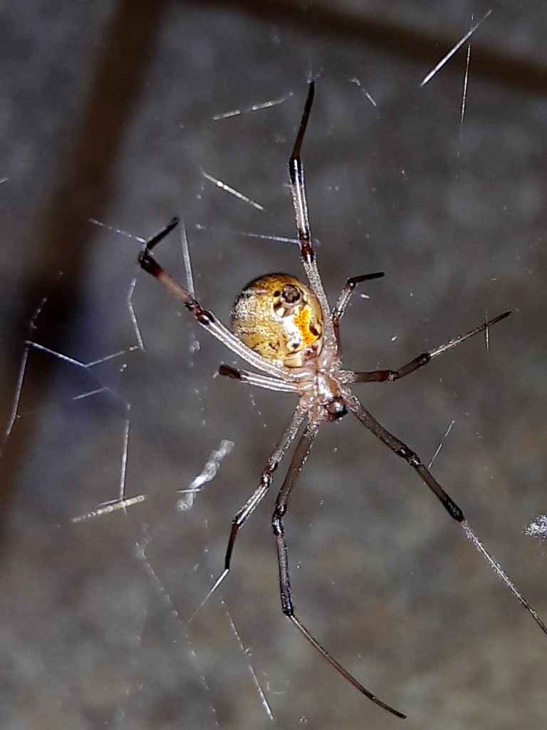 Brown Widow from St de Habitações Individuais Norte Lago Norte