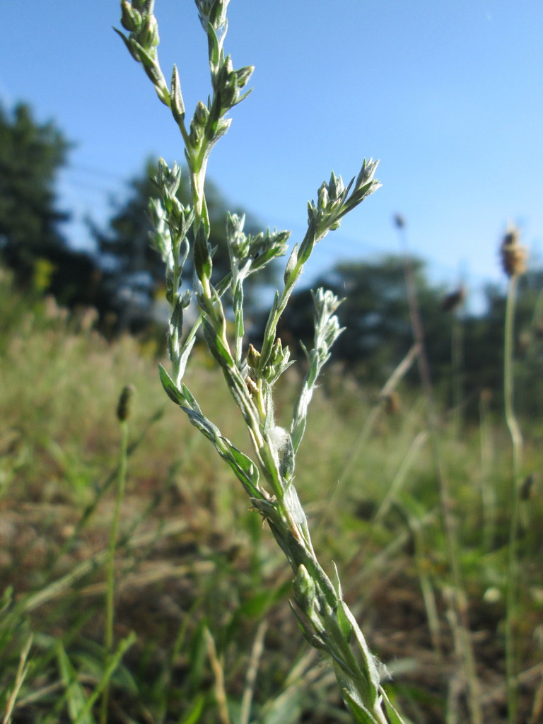 Filago Minima Flora De Valdelatas INaturalist