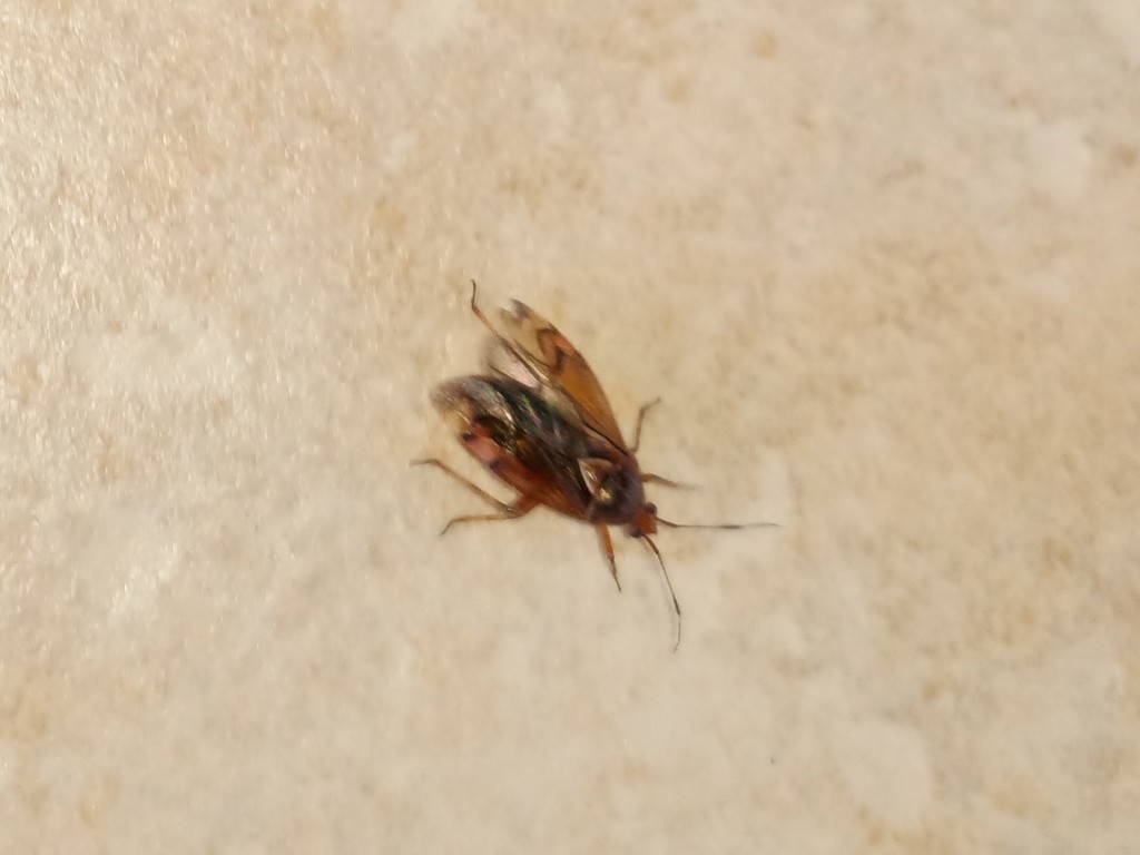 Deraeocoris Flavilinea From On May