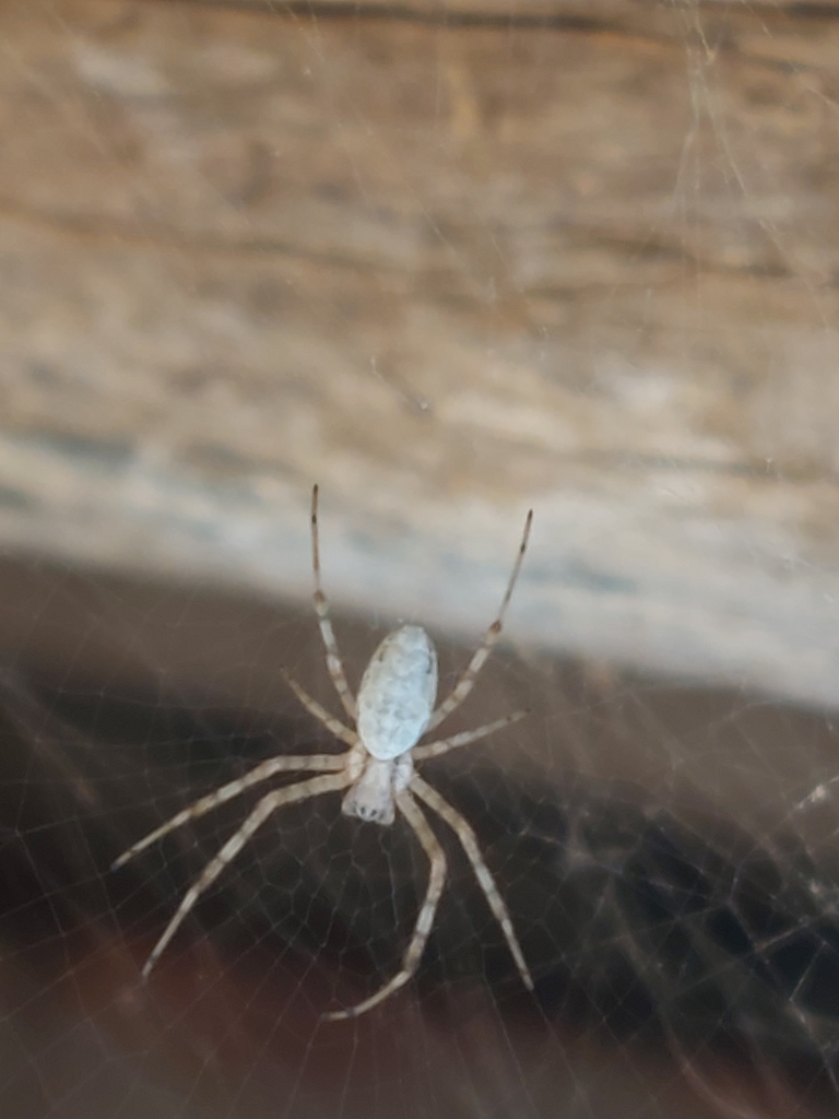 African Hermit Spider From Posse On May 23 2022 At 01 12 PM By Hugo