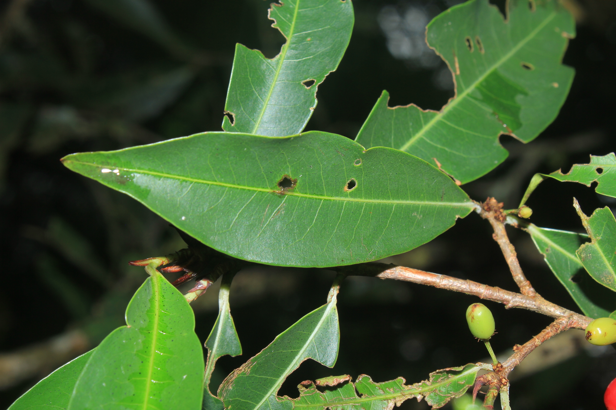 Erythroxylum Citrifolium A St Hil