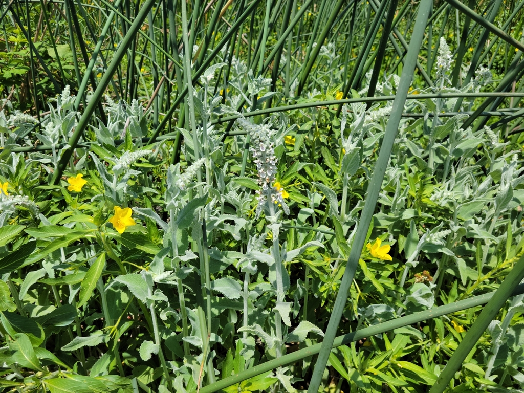 Whitestem Hedgenettle From Brentwood Ca Usa On May At