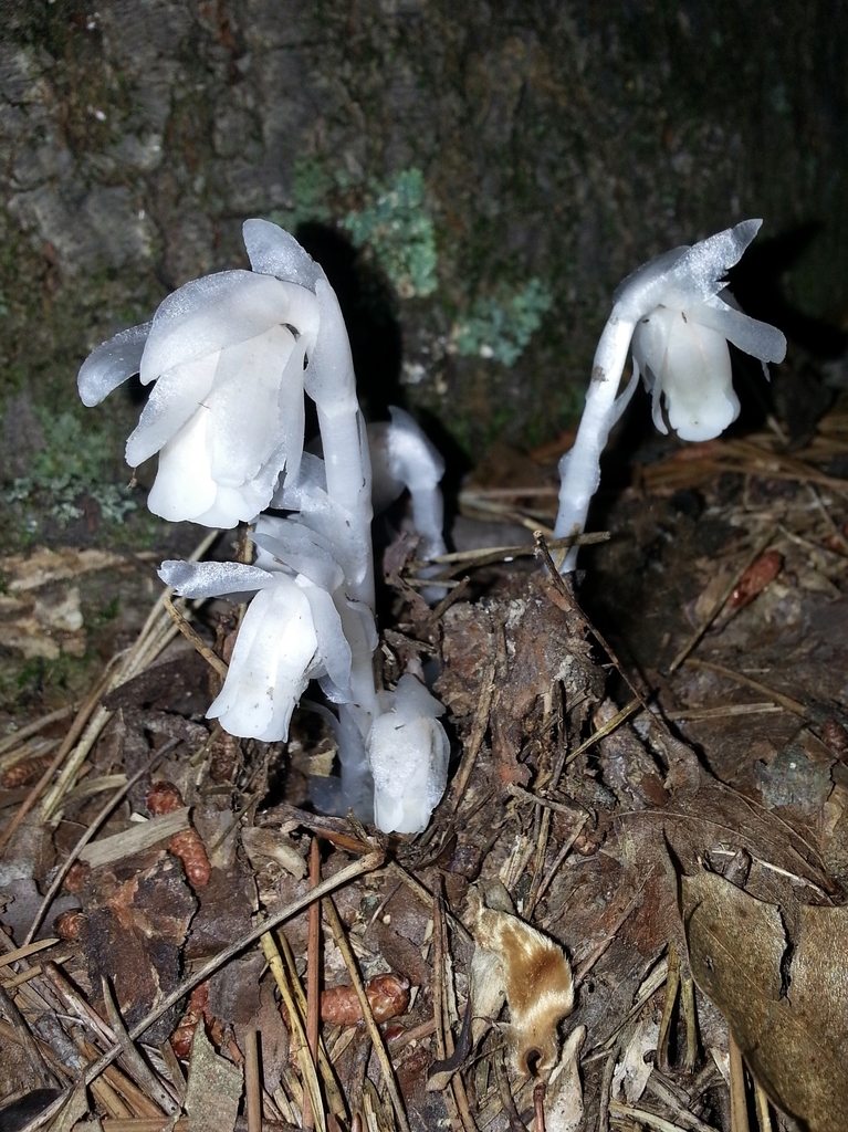 Ghost Pipe From Holliday Lake State Park Appomattox County Virginia