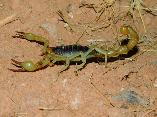 Alacrán de Tehuacán Hoffmannihadrurus aztecus