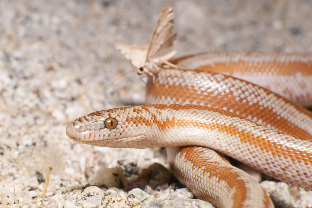 Coastal Rosy Boa From Riverside County Ca Usa On May At