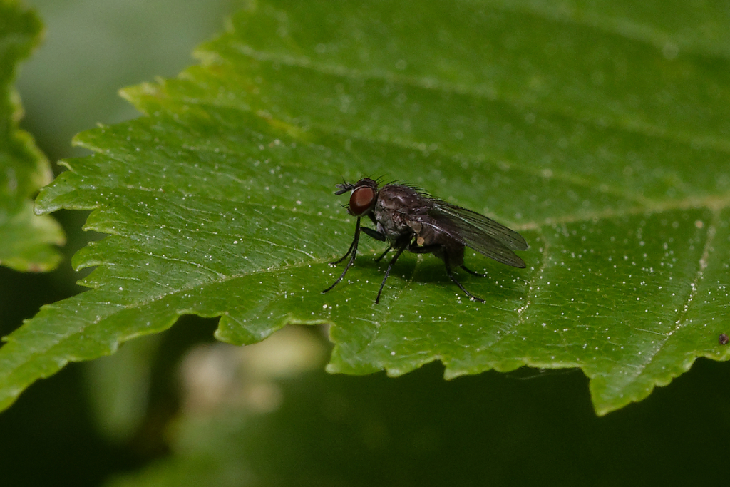 Coenosia Agromyzina From Park Skaryszewski Warsaw Poland On May 24