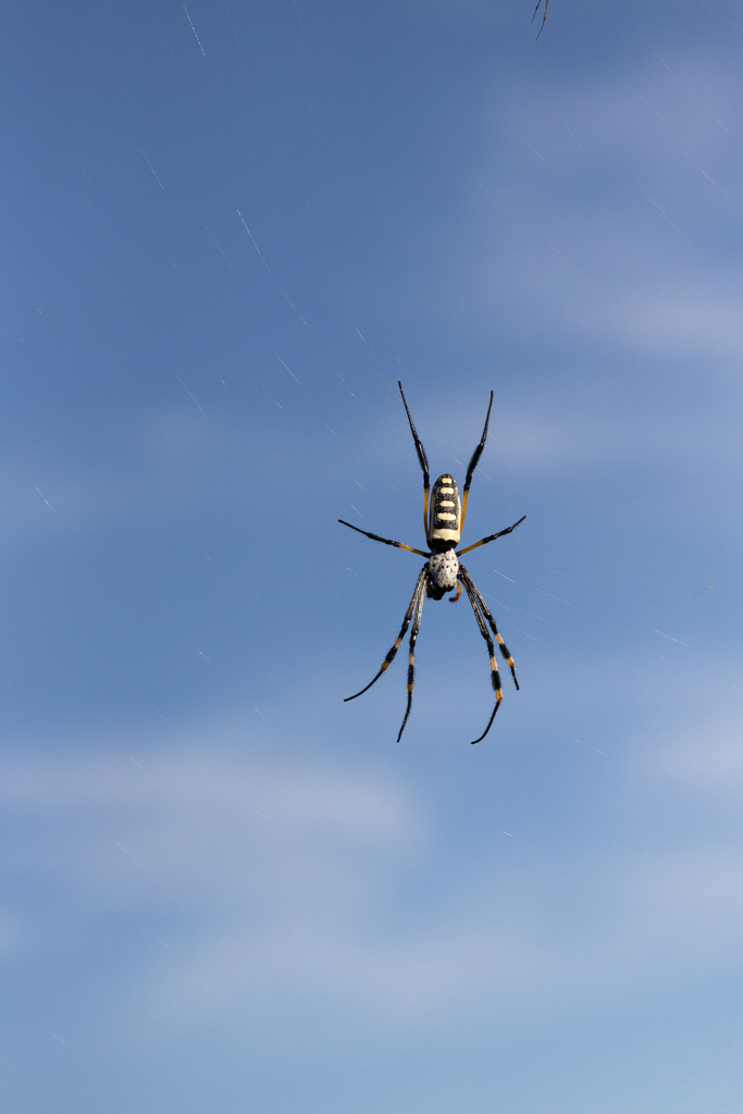 Banded Legged Golden Orb Web Spider From CKGR Botsuana On April 12