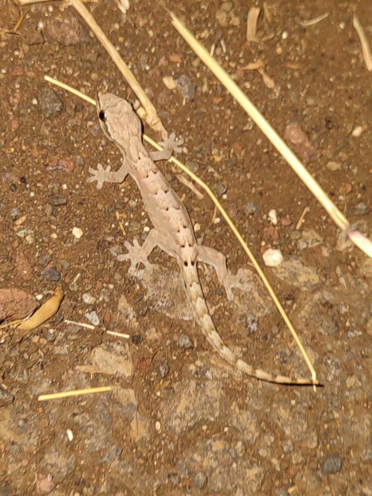 Mourning Gecko From Mccully Moiliili Honolulu Hi Usa On May