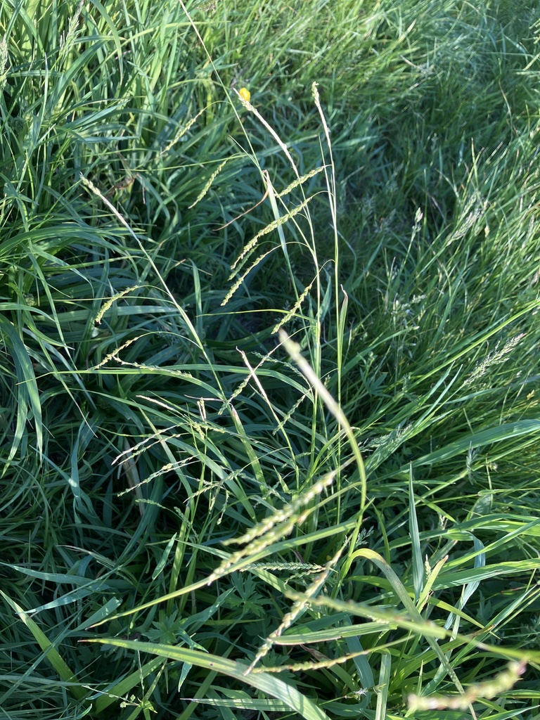 Grasses Sedges Cattails And Allies From Logan Hill Rd Candor Ny