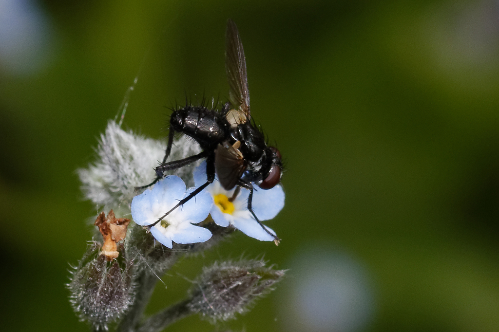 Phania Funesta In May 2022 By Sylvester K INaturalist