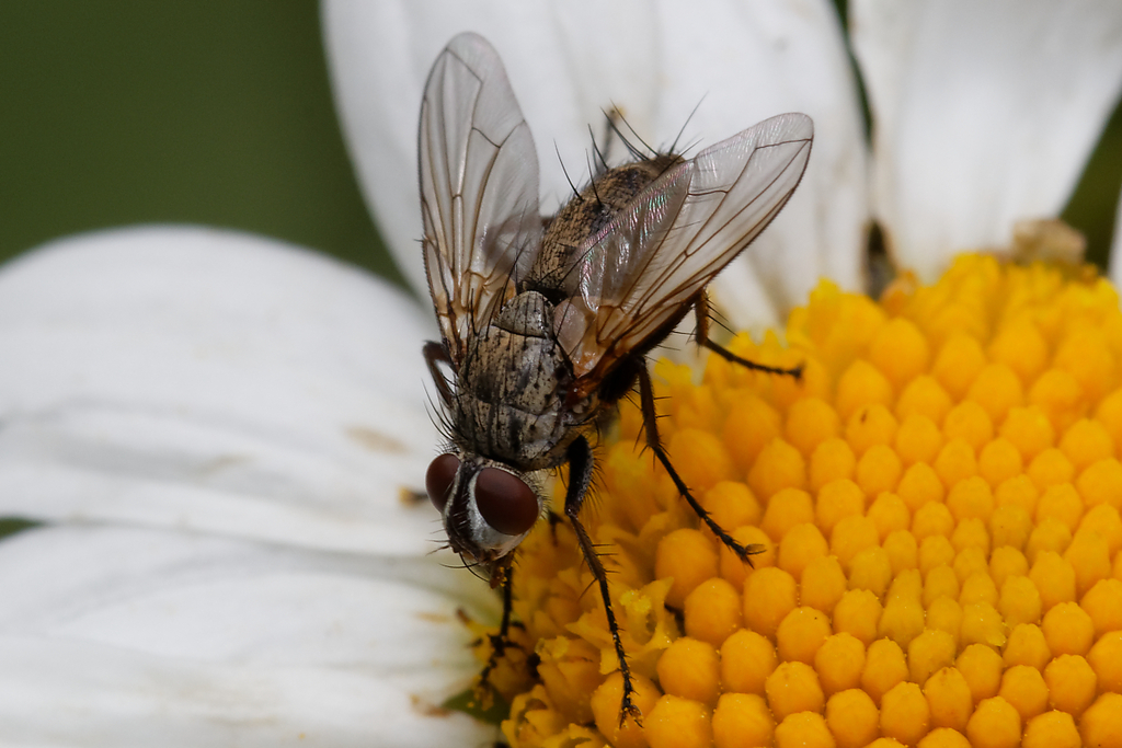 Dinera Grisescens In May 2022 By Sylvester K INaturalist