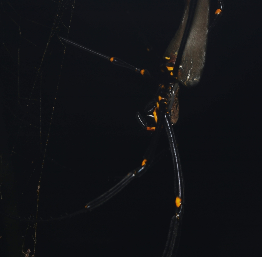 Giant Golden Orbweaver From Barron Gorge Qld Australia On May