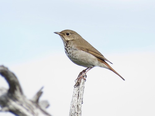 Subespecie Catharus Guttatus Nanus NaturaLista Colombia