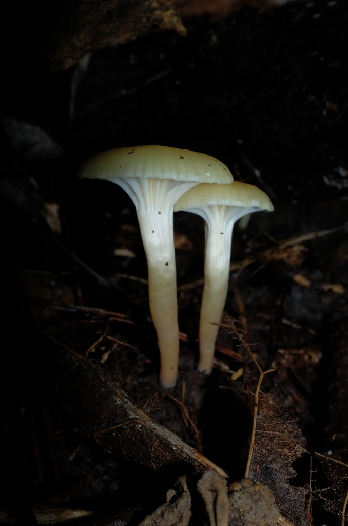 Hygrophorus Salmonipes From Middleton Road Opposite Glenside