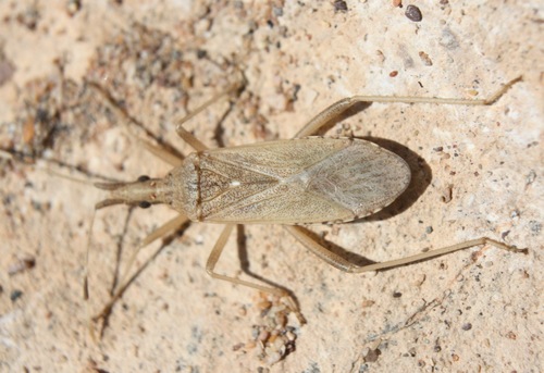 Dicranocephalus Pallidus INaturalist