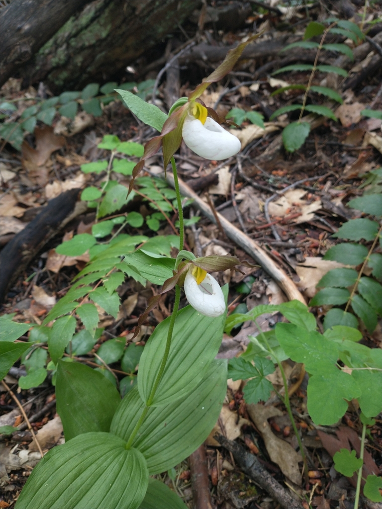 Mountain Lady S Slipper In June 2022 By Keira Cameron INaturalist