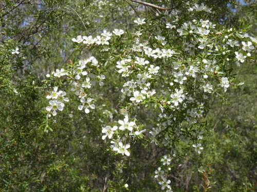 Tantoon Logan Wildflowers List Inaturalist