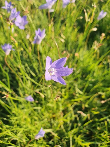 Tufted Bluebell Logan Wildflowers List Inaturalist