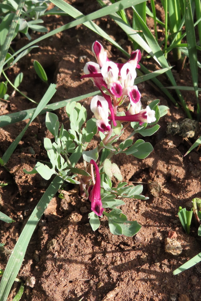 Corydalis From Vayots Dzor Province Armenia On May At Pm