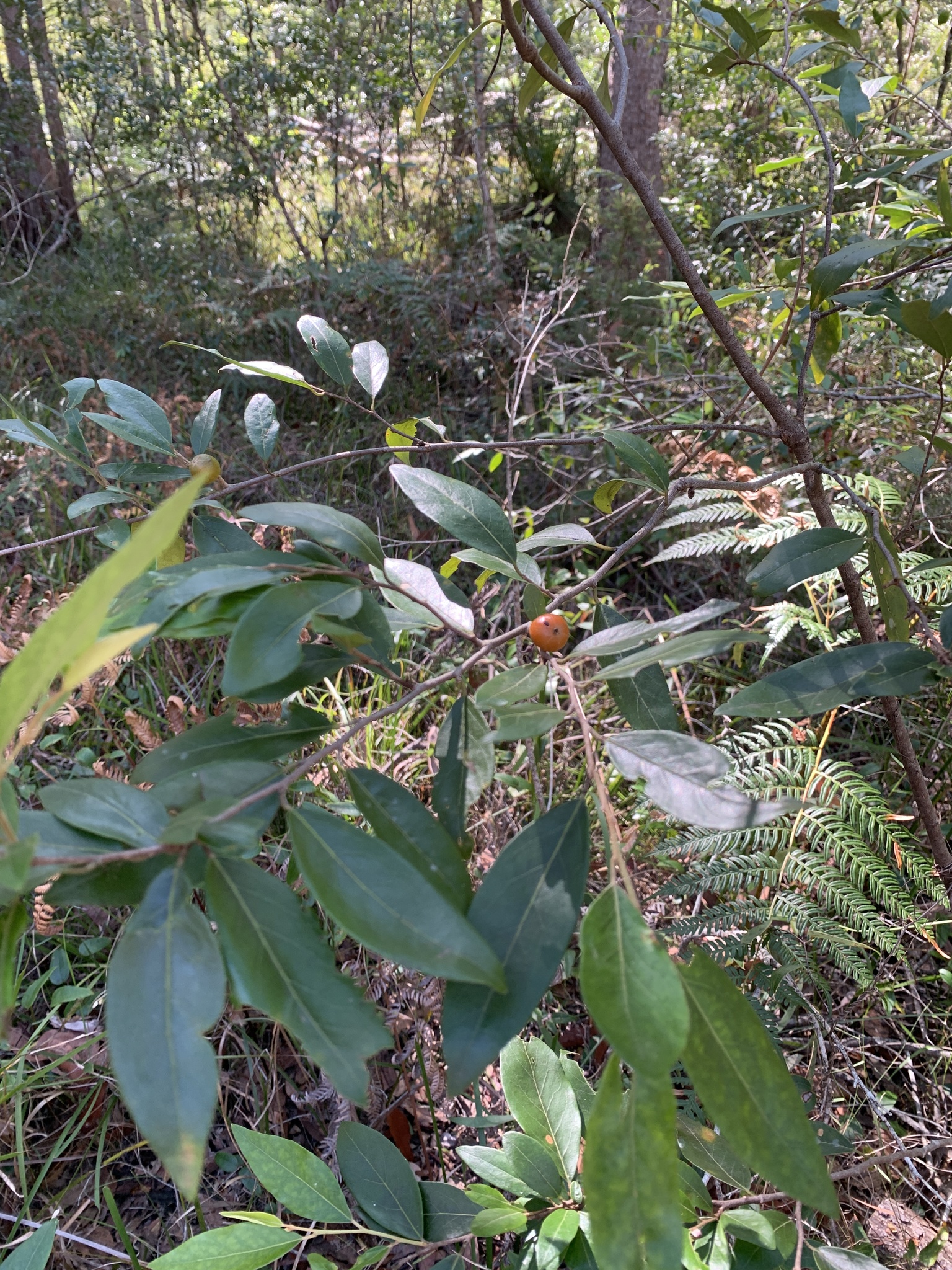 Petalostigma triloculare Müll Arg