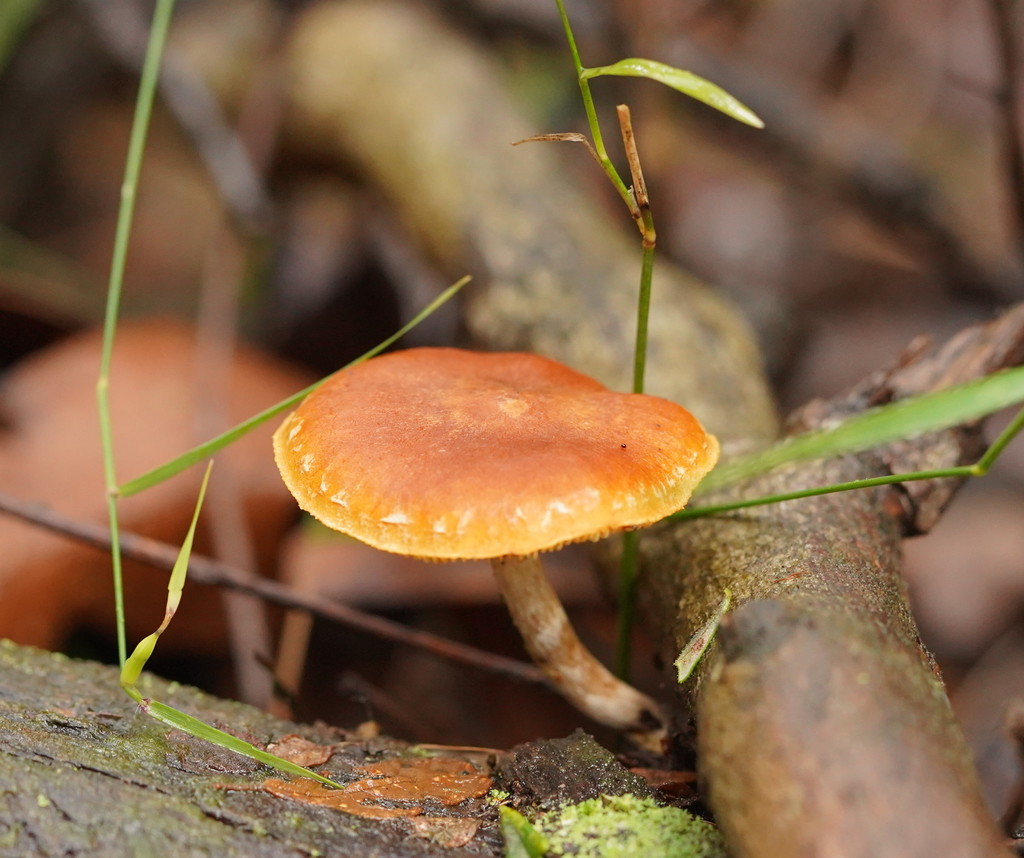 Gymnopilus Allantopus From Silvan VIC 3795 Australia On June 11 2022