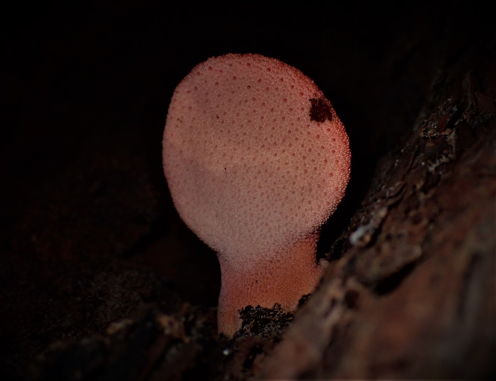 Fistulina Spiculifera From Bellbird Track Strickland State Forest