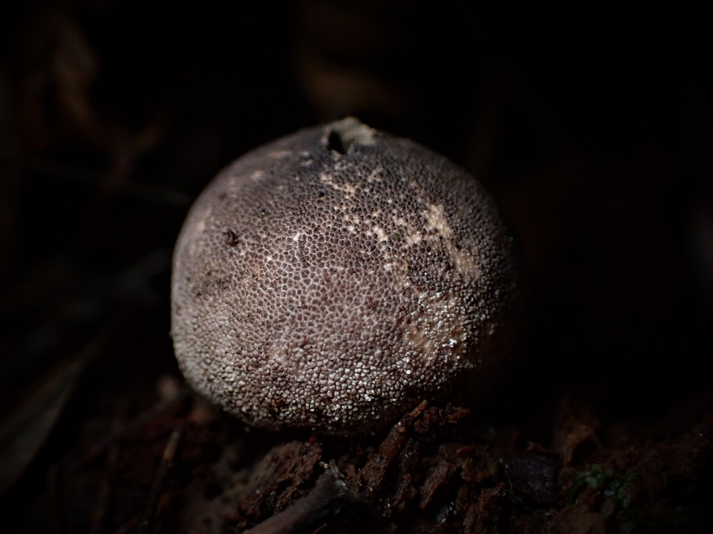 Lycoperdon Subincarnatum From Bellbird Track Strickland State Forest