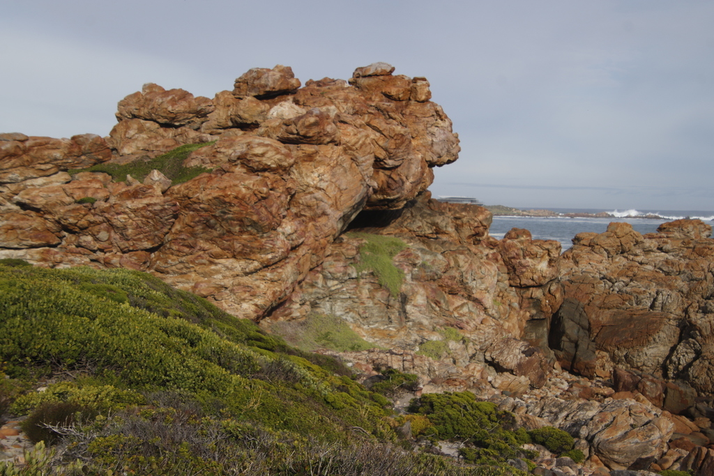 Rodondo Creeper From Fisherman Tracks W Of R44 N Of Rooiels Lagoon