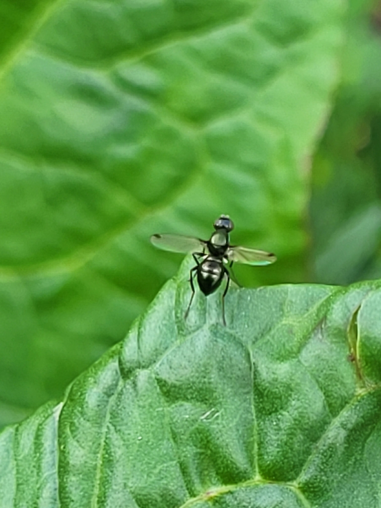 Black Scavenger Flies From Mingrelien Und Oberswanetien Georgien On